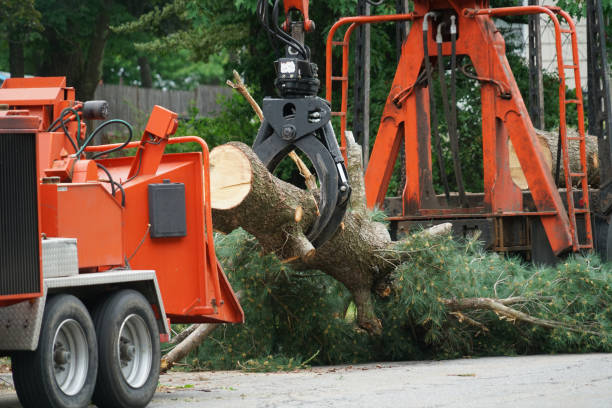 Tree and Shrub Care in Centreville, AL